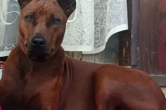 Пропала собака в районе дер. Плужково 4 декабря