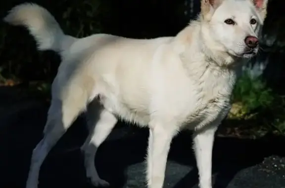 Пропала собака Умка, Тюмень, ул. А.Пушкина