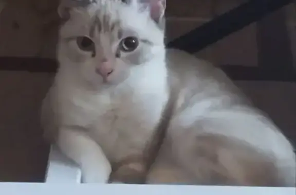 Пропала кошка, Западная ул. 8, Тимашёвск