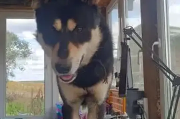 Пропала собака, 54К-17, Богдановское