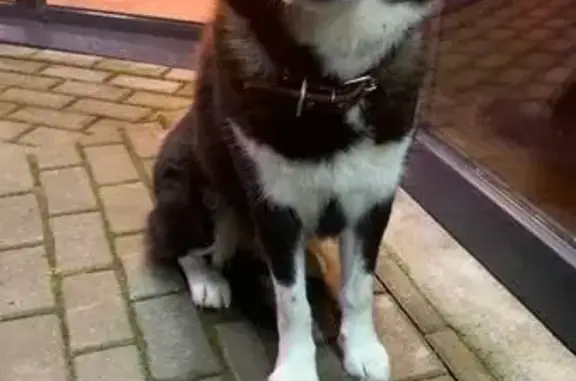 Найдена собака, Светлогорск, фото: Собака с ошейником на Лазурной в Светлогорске.