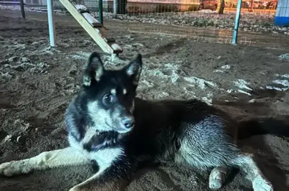 Найдена собака, Воронеж, фото: Найдена собака, ул. Бакунина, Воронеж