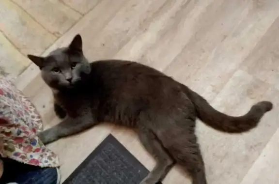 Найдена кошка, Саратов, фото: Кошка найдена: пр. Строителей, 78Б, Саратов