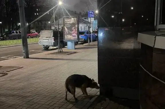 Найдена собака, Санкт-Петербург, фото: Собака найдена: Подъездной пер., 1, СПб