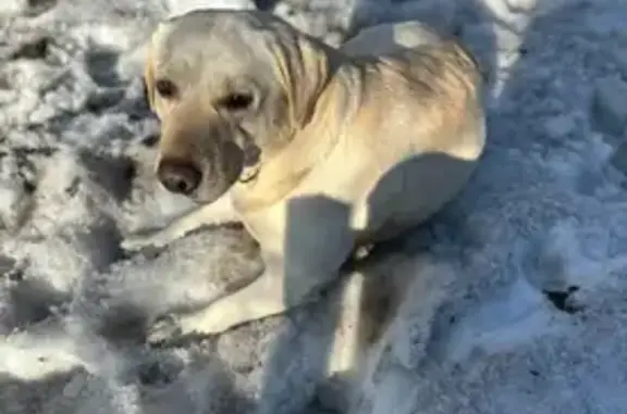 Собаки потеряшки, Киров, фото: Потеряшка собака, Северо-Садовая 1, Киров