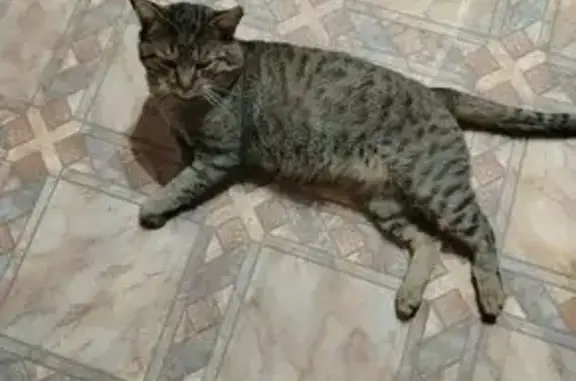 Кошки потеряшки, Софрино, фото: Потеряшка кошка на ул. Тютчева, Софрино