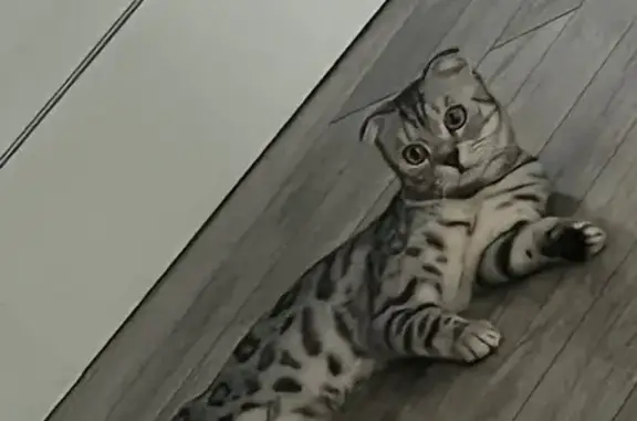 Пропала кошка на Юбилейной, 45, Тольятти