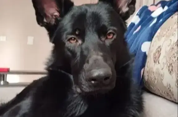 Пропала собака, Вильнюсская 70, Астрахань