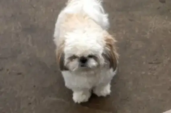 Пропала собака, Павлищево, Дачная ул.