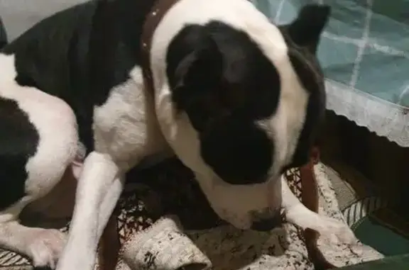 Найдена собака, Лямбирь, фото: Собака найдена: Комсомольская, 2, Лямбирь