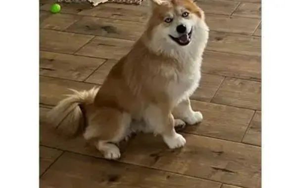 Пропала собака, Таёжная 65, Кулешовка