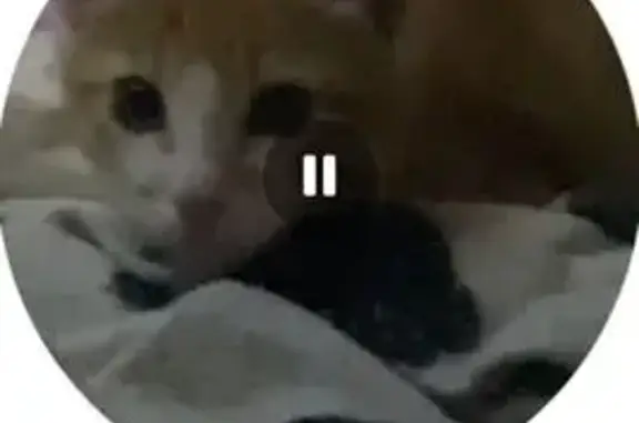 Кошки потеряшки, Архангельск, фото: Потеряшка рыжая кошка, ул. Русанова, Арх.