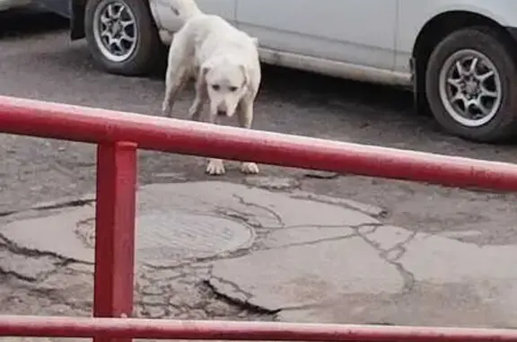 Найдена собака, Воскресенский, фото: Найдена собака в Воскресенском, Анапа