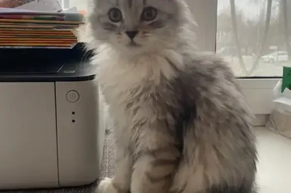 Пропала кошка, ул. Пушкина, 32, Брянск