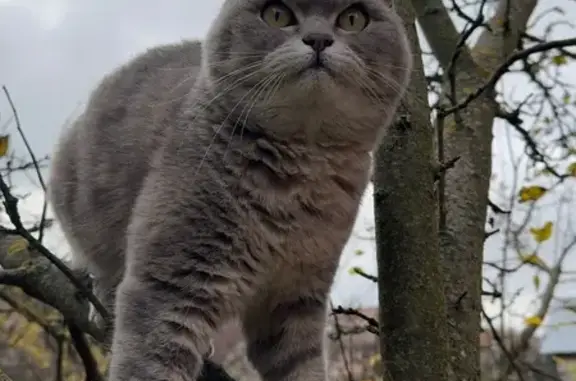 Пропала кошка, Осенняя ул., 13, Домодедово