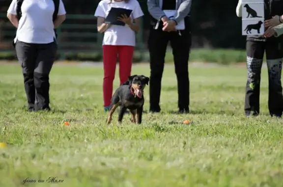 Собаки потеряшки, Омск, фото: Потеряшка собака, 52Н-604, Дачный