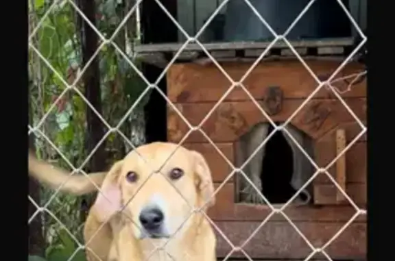 Пропала собака в Пронькино, Оренбургская обл.