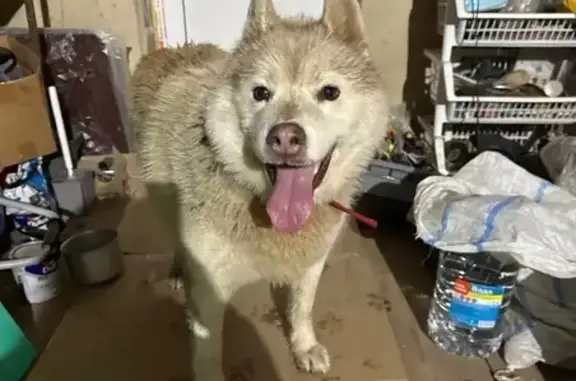 Найдена собака, Мещовск, фото: Собака найдена: трасса Калуга-Таруса