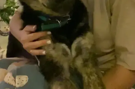 Пропала собака в Краснослободске, Волгоградская область