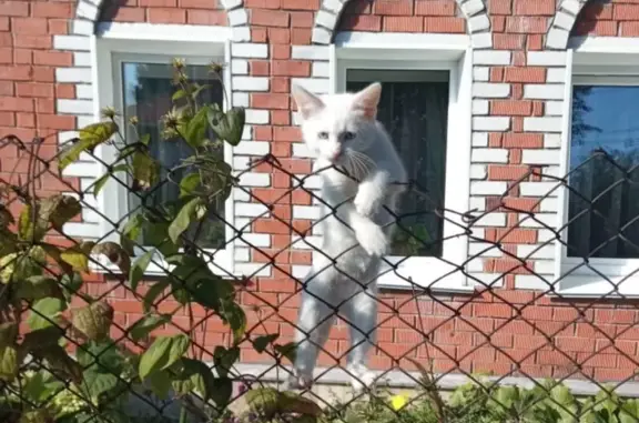 Кошки потеряшки, Чебоксары, фото: Потеряшка кошка, ул. С.Лазо, 30, Чебоксары