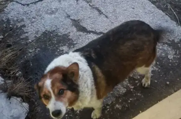 Собаки потеряшки, Рязань, фото: Потеряшка собака, ул. Чкалова 68, Рязань