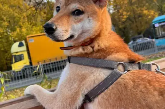 Собаки потеряшки, Санкт-Петербург, фото: Потеряшка собака у метро Ленинский, СПб