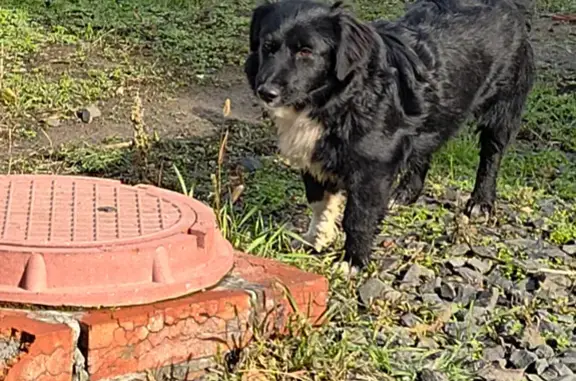 Пропала собака, Ростов-на-Дону