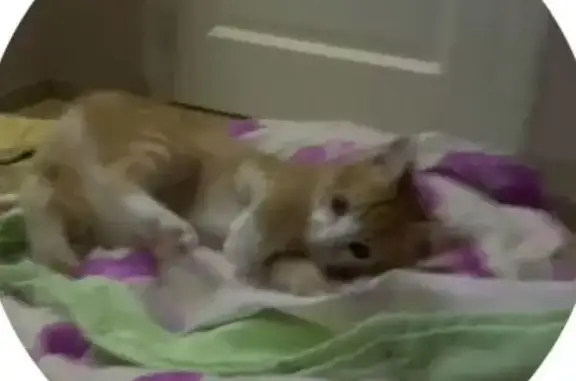 Пропала рыжая кошка, ул. Русанова, Арх.