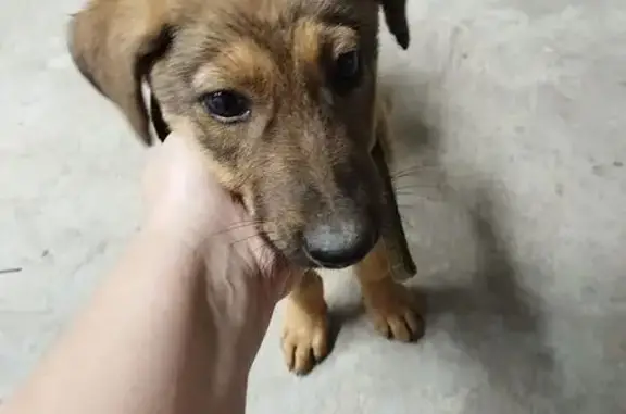 Пропала собака на Калачёвской, Волгоград