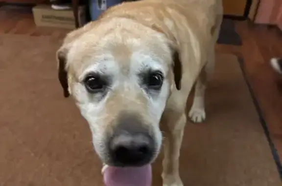 Найдена собака, Нижний Новгород, фото: Лабрадор найден на Горной улице, Н. Новгород