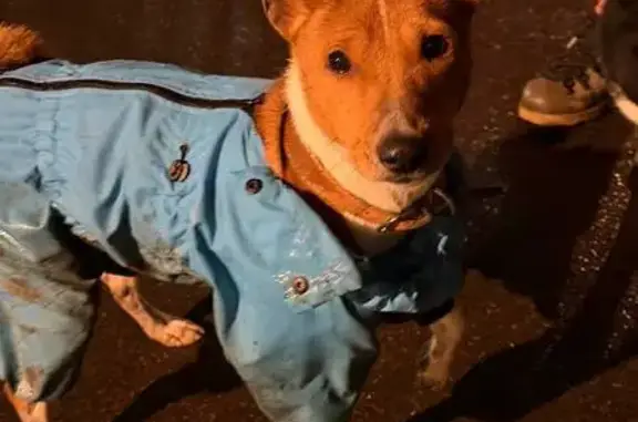 Найдена собака, Москва, фото: Найдена собака на Профсоюзной, 38 к1