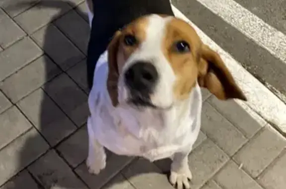 Найдена собака, Тахтамукайское, фото: Найдена собака, Южный обход, Тахтамукай