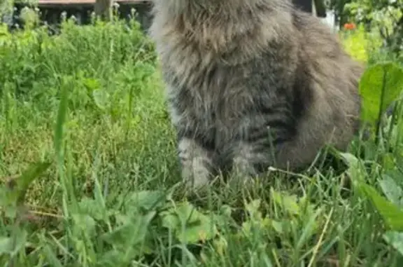 Кошки потеряшки, Чебоксары, фото: Потеряшка кошка, ул. Кадыкова 2, Чебоксары