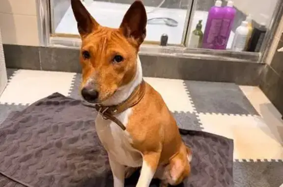 Найдена собака, Москва, фото: Сбита собака, ул. Гарибальди, 25 к1