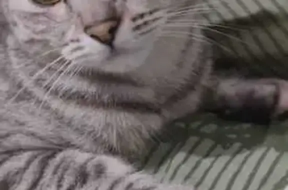 Пропала кошка, Красивая ул. 29, Кисловодск