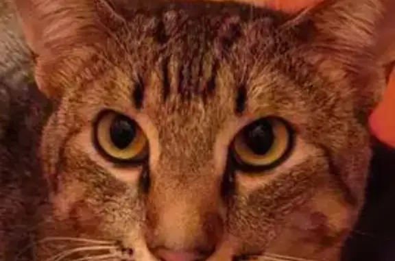 Пропала кошка, ул. Панфиловцев 1 к2