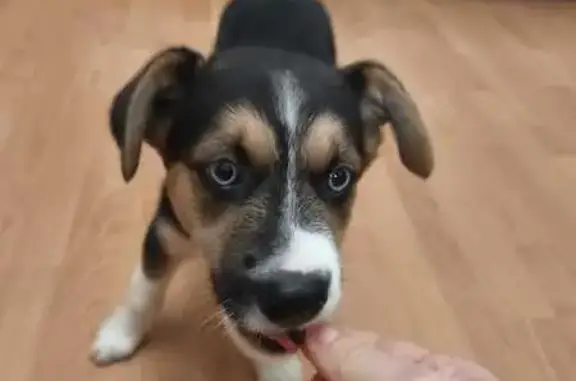 Найдена собака, Ростов-на-Дону, фото: Собака найдена у Музыкального, Петровская 88