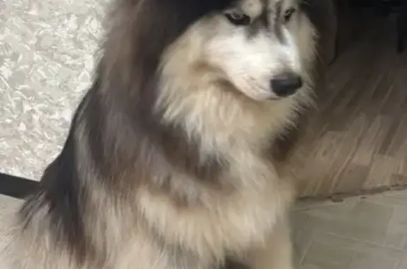 Пропала собака, Калашников Хутор