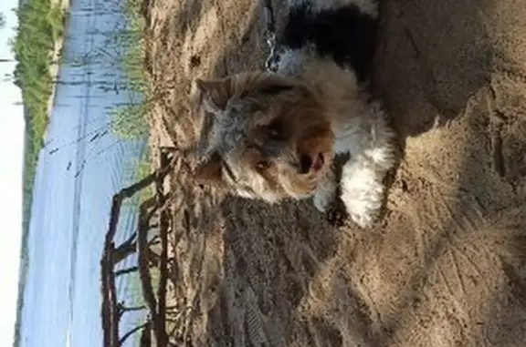 Пропала собака, Ленинградская ул. 5, Самара