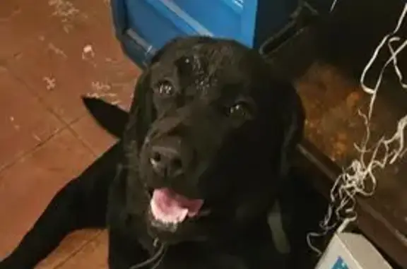 Найдена собака, район Коммунарка, фото: Найдена собака, Коммунарка, ул. 7