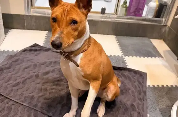 Найдена собака, Москва, фото: Найдена собака, Профсоюзная, Москва