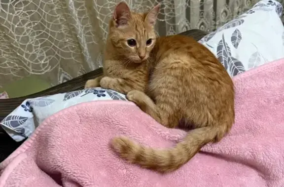 Найдена кошка, Астрахань, фото: Кошка найдена: Ахшарумова 78, Астрахань