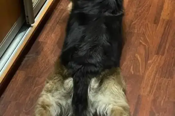 Пропала собака на ул. Володарского, 80