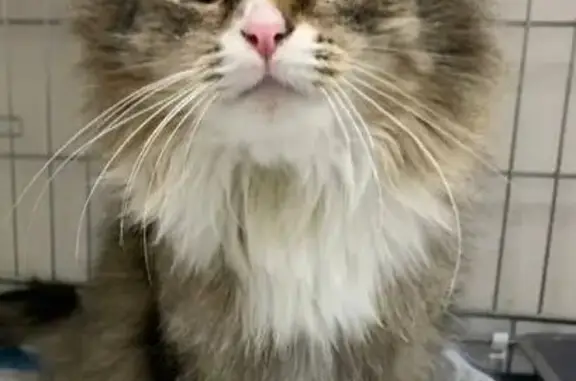 Пропала кошка, Лукинская ул., 16, Москва