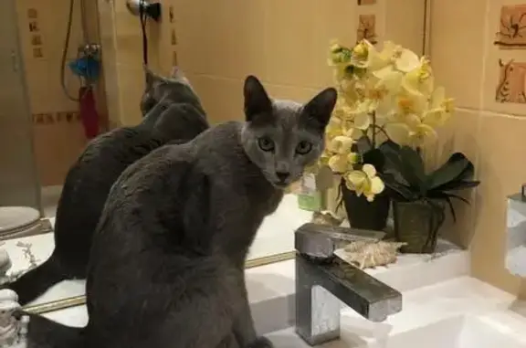 Пропала кошка, Луховицы, МО