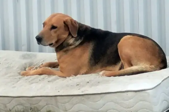 Собаки потеряшки, Южно-Сахалинск, фото: Потеряшка собака, ул. Горького 108А, Ю-Сах.