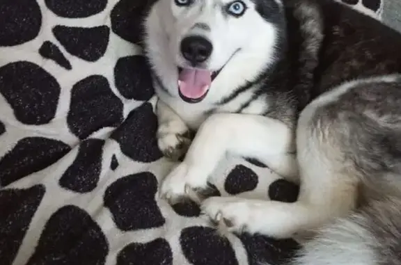 Пропала хаски в Старой Торопе, Тверская обл.