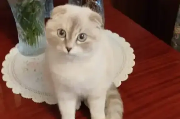 Найдена кошка, Ульяновск, фото: Кошка найдена: Аблукова, 37А, Ульяновск