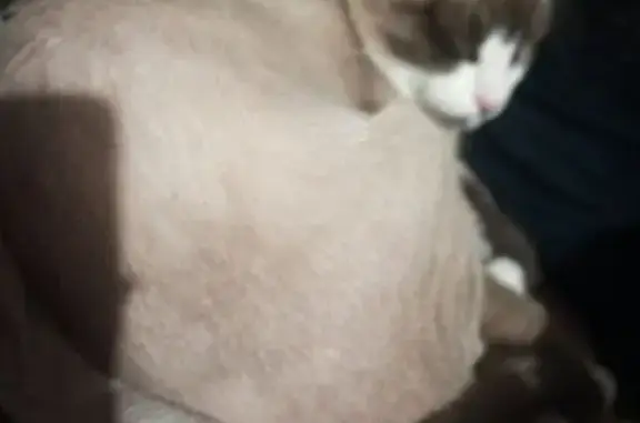 Пропал котёнок, Ленинского Комсомола, 52