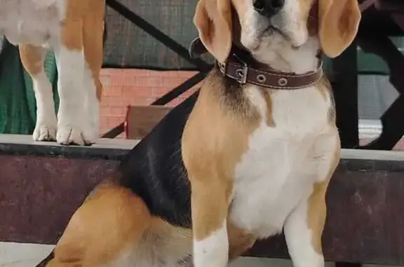 Пропала собака Лили, Красный пер., 3А